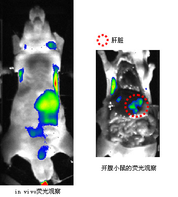 yy.vip易游-中国科大发展应变工程调控自旋极化新方法