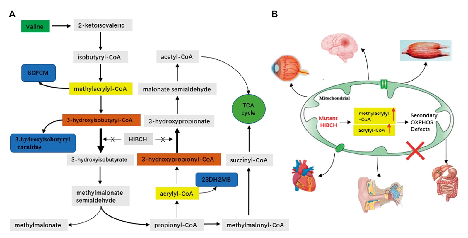 20250319-journal5-img11