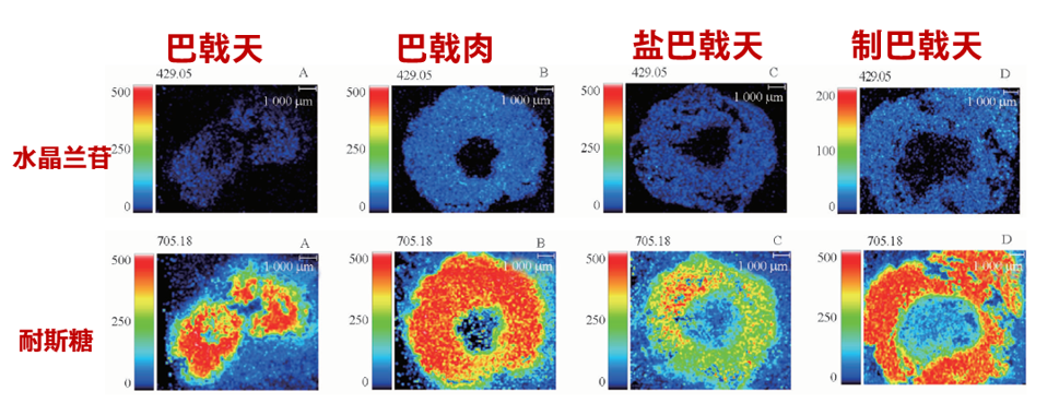 研究成果